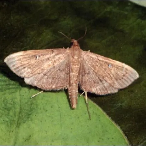 thumbnail for publication: Lesser Canna Leafroller, Geshna cannalis (Quaintance) (Insecta: Lepidoptera: Crambidae)
